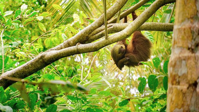 sloth on a tree